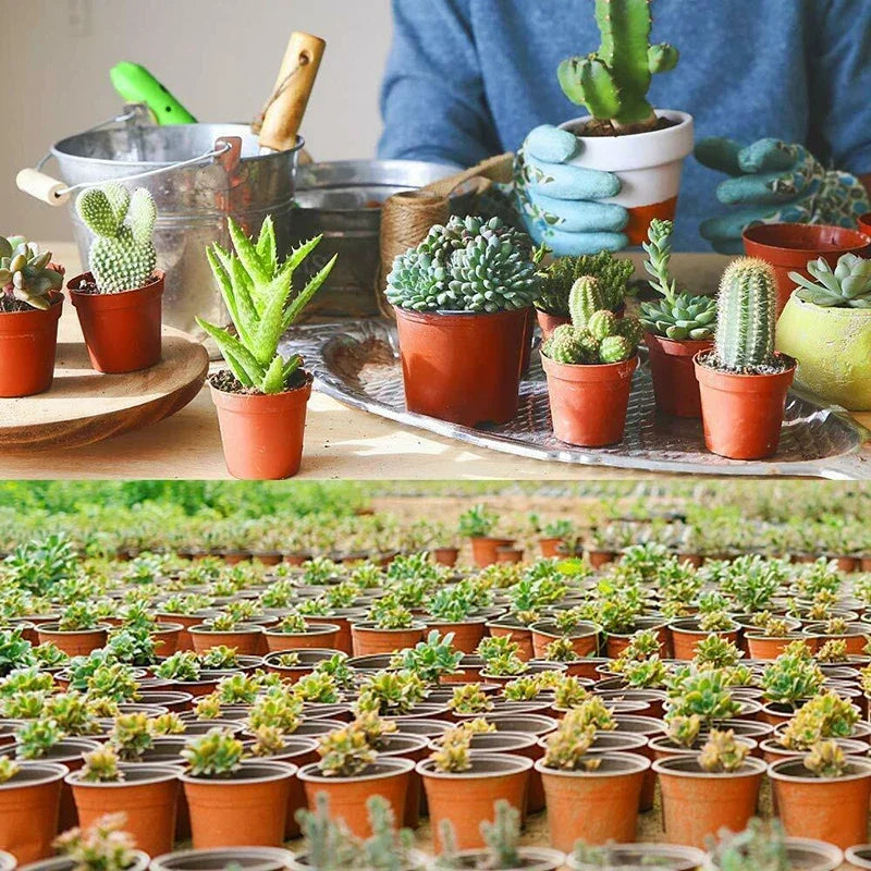 75-Pack Nursery Pots