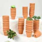 Planters Bulk 30-Pack