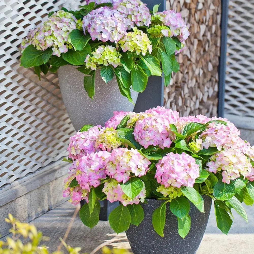 Speckled Planter Set