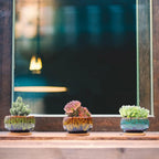Flower Ceramic Planter