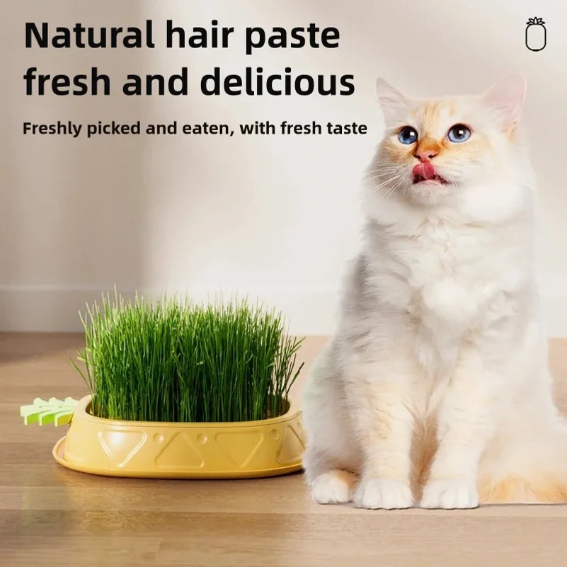 Hydroponic Cat Grass Planter