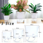 Transparent Planter