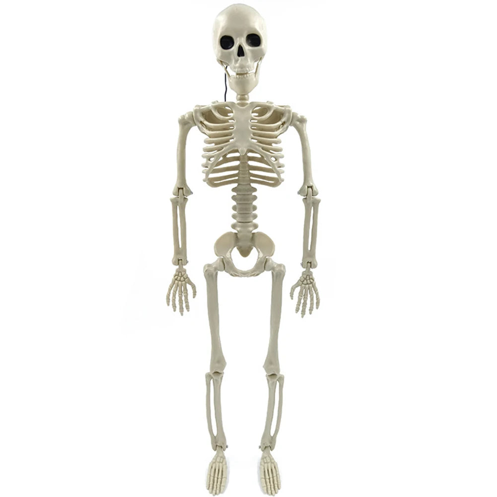 Life-Size 170 cm Posable Halloween Skeleton