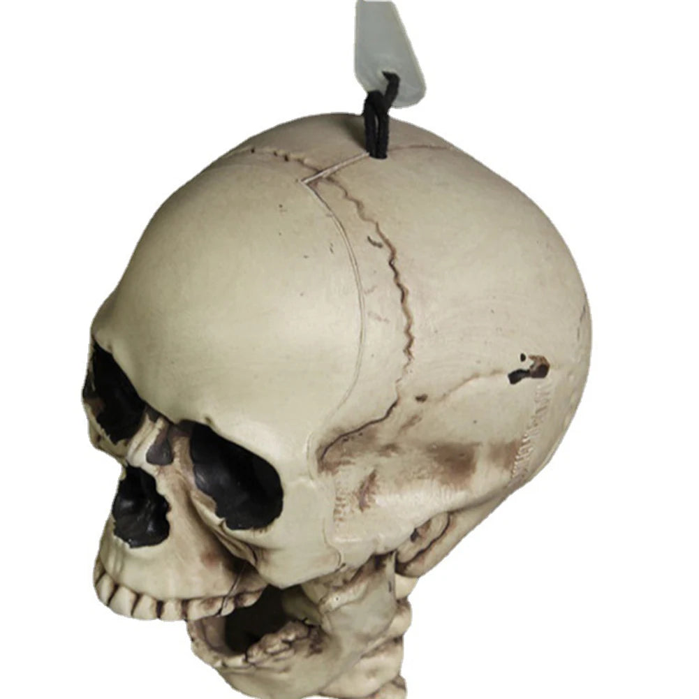 Life-Size 170 cm Posable Halloween Skeleton