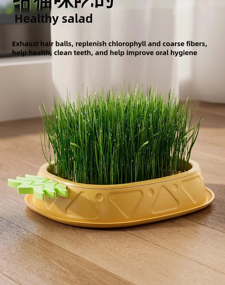 Hydroponic Cat Grass Planter