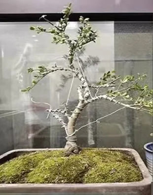 Bonsai Training Wire