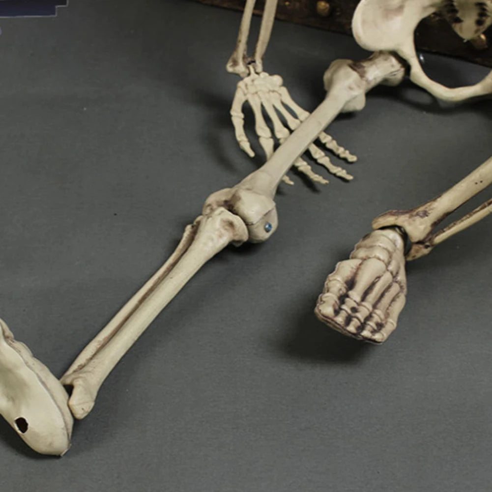 Life-Size 170 cm Posable Halloween Skeleton