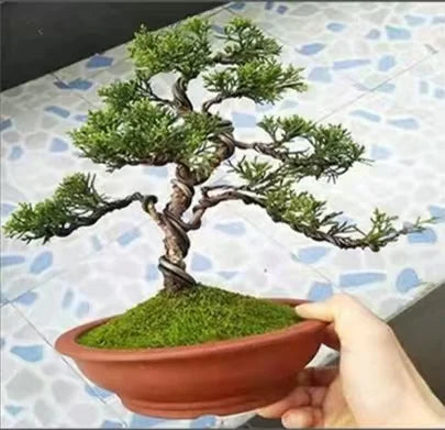 Bonsai Training Wire