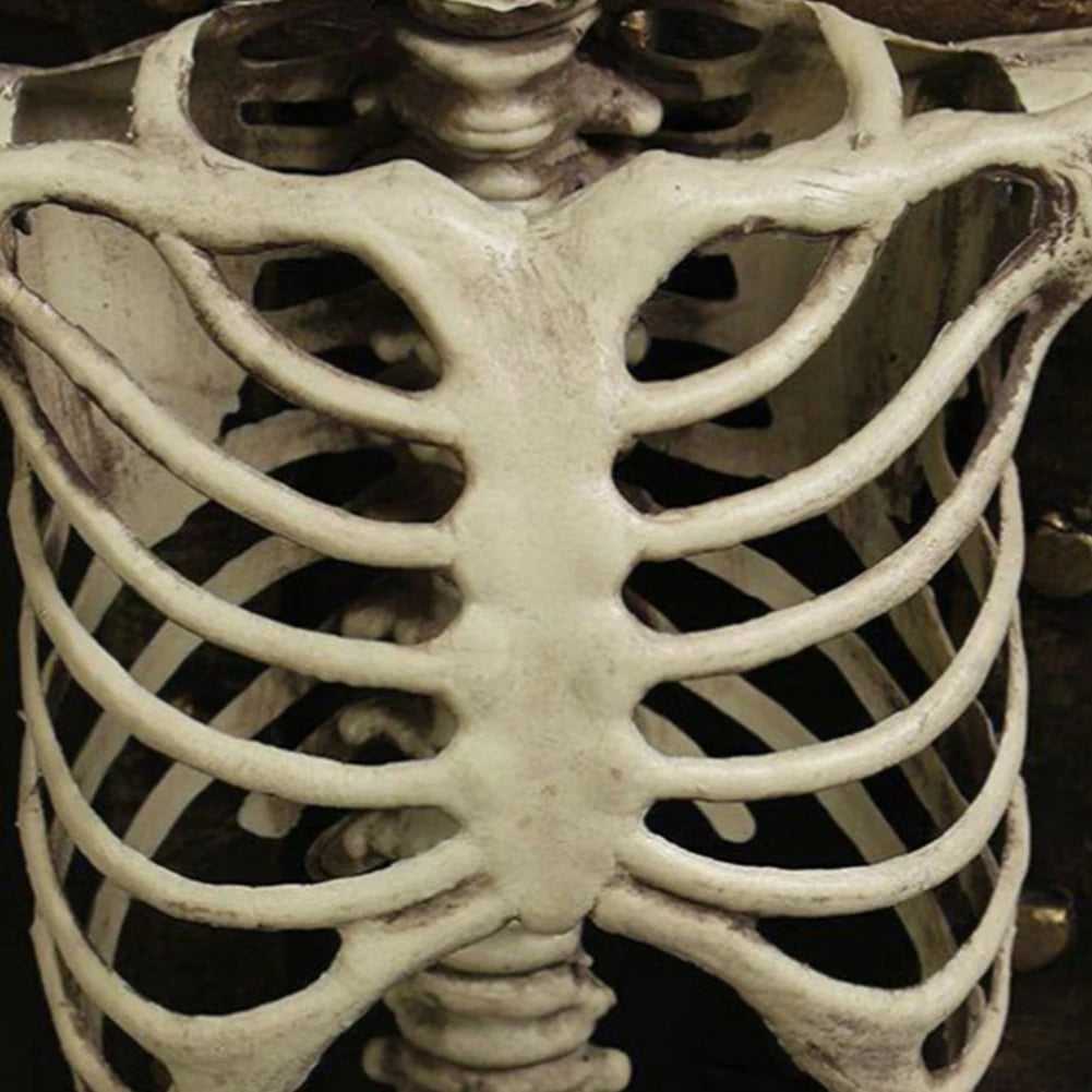 Life-Size 170 cm Posable Halloween Skeleton