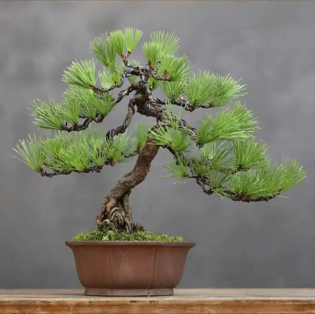 Bonsai Training Wire