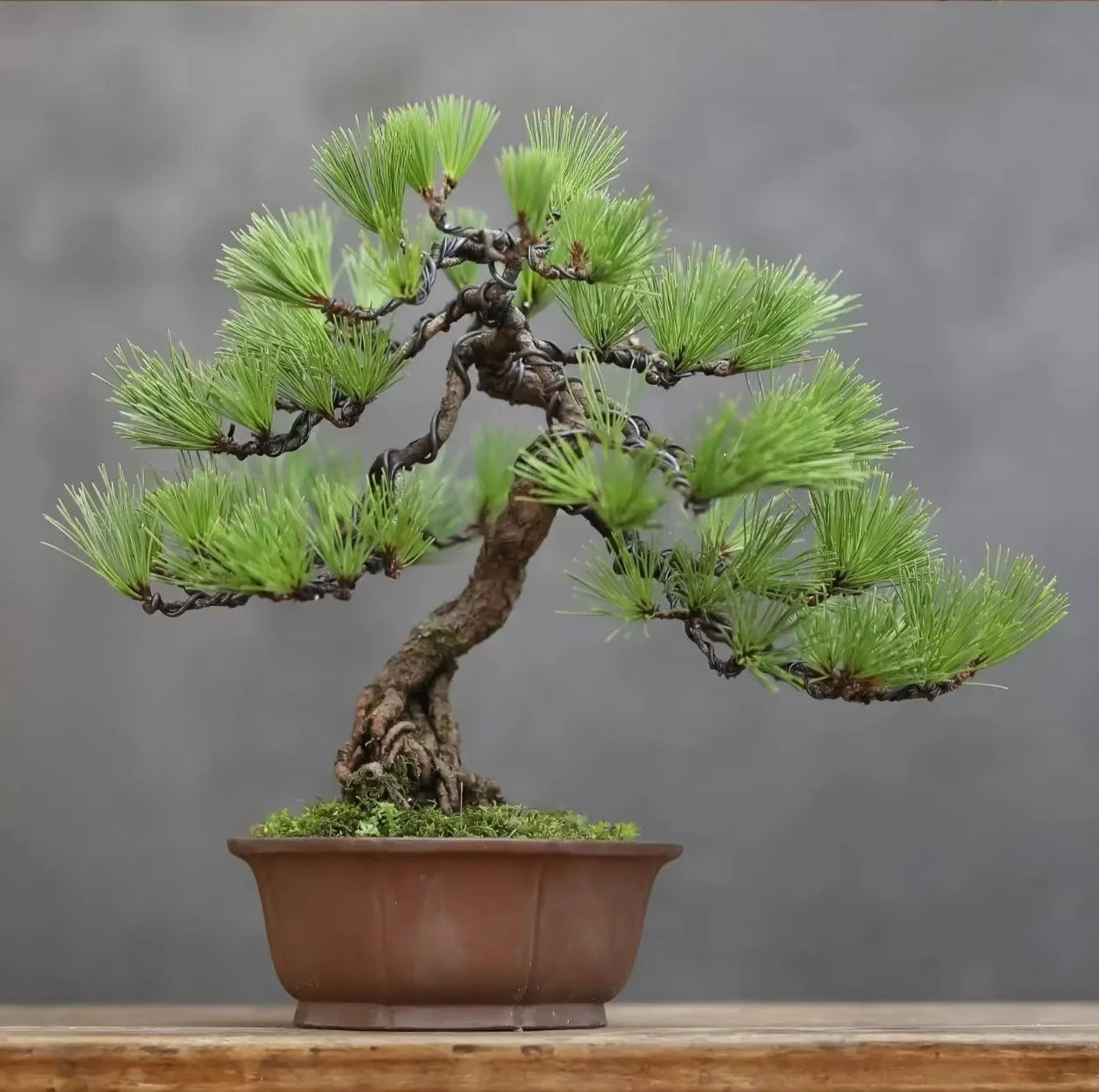 Bonsai Training Wire