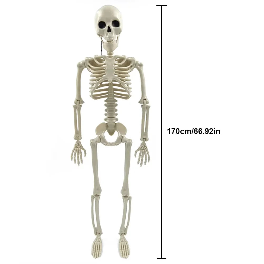 Life-Size 170 cm Posable Halloween Skeleton