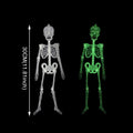 Glow-in-the-Dark Hanging Skeleton