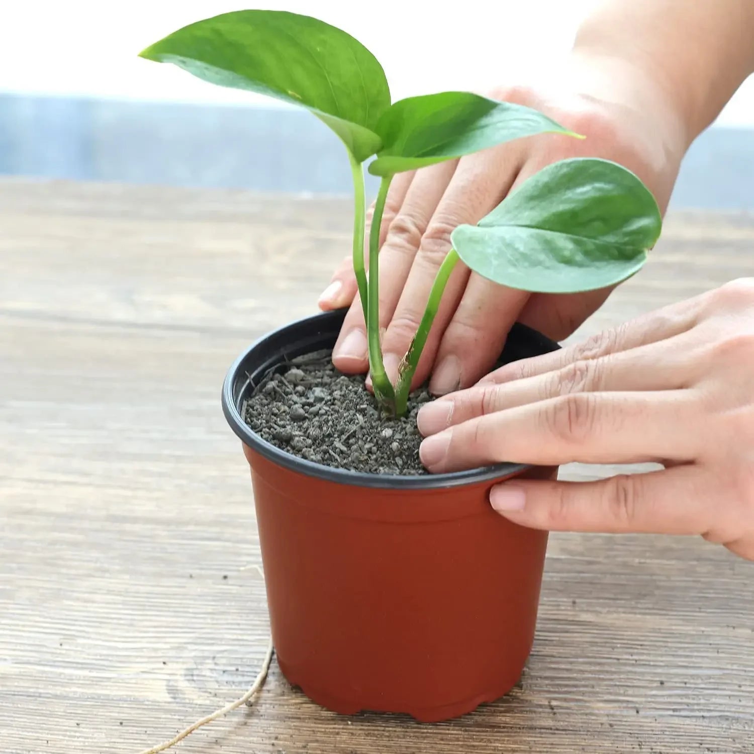 75-Pack Nursery Pots