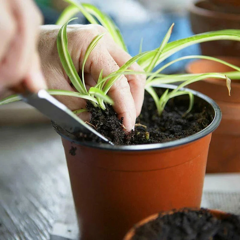 75-Pack Nursery Pots — WESTMERE