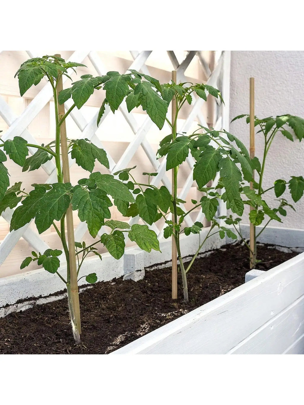 Bamboo Plant Support Stakes