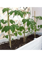 Bamboo Plant Support Stakes