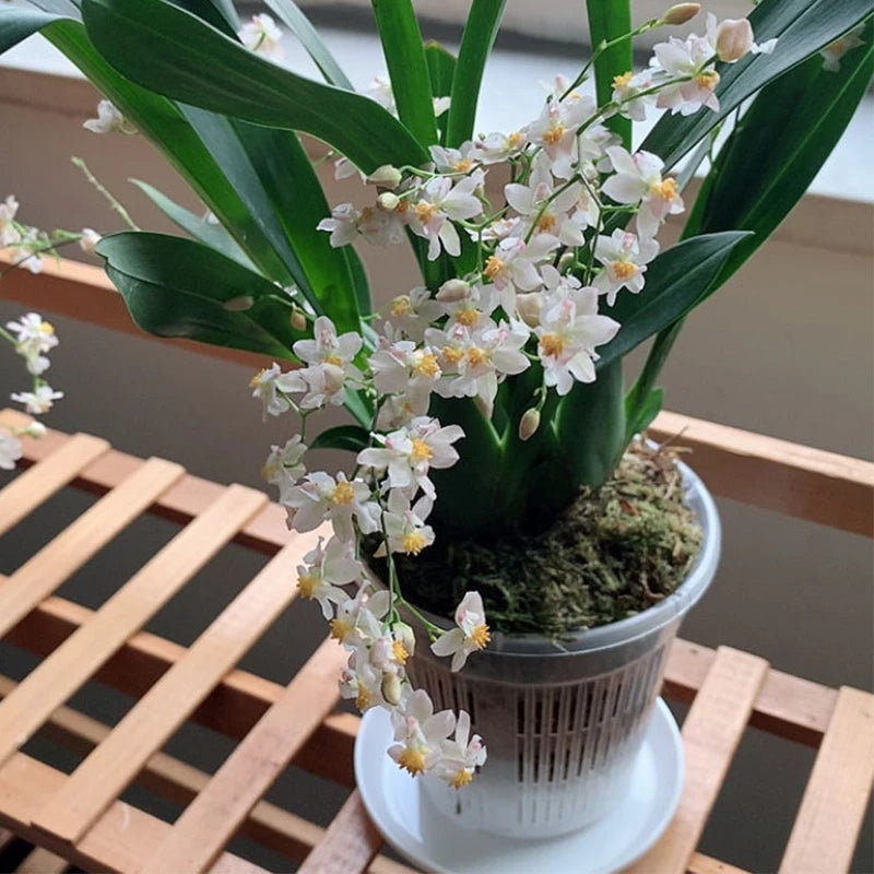 Mesh Root-Control Orchid Pot
