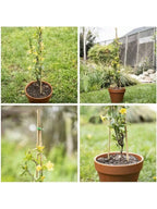 Bamboo Plant Support Stakes