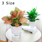 Transparent Planter