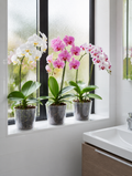 Clear orchid pots on bathroom windowsill