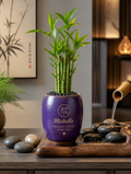 Purple ceramic planter with bamboo on zen console