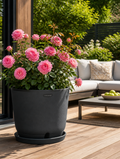 Root control planter with rose bush on deck